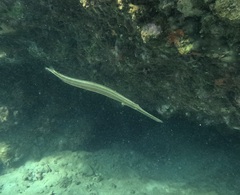 Aulostomus maculatus