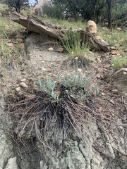 Eriogonum brandegeei