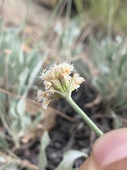 Eriogonum brandegeei