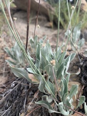 Eriogonum brandegeei