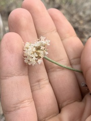 Eriogonum brandegeei