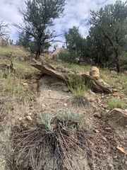 Eriogonum brandegeei