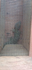 Gekko gecko
