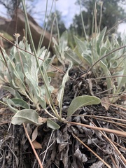 Eriogonum brandegeei