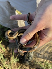 Coniophanes imperialis