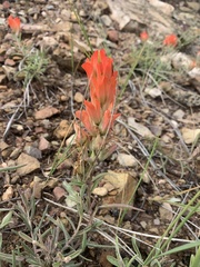 Castilleja integra