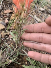 Castilleja integra