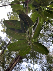 Calophyllum inophyllum
