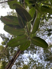 Calophyllum inophyllum