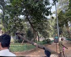 Calophyllum inophyllum