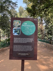 Calophyllum inophyllum