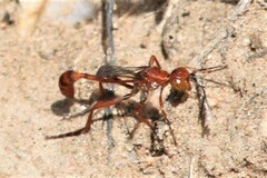 Ammophila wrightii