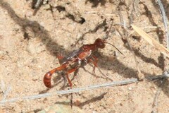 Ammophila wrightii