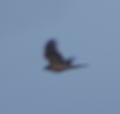 Accipiter cooperii