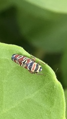 Agrosoma placetis