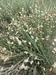 Menodora scabra