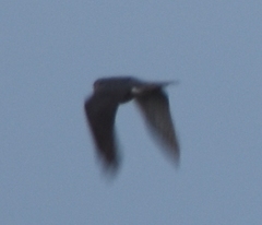 Accipiter cooperii