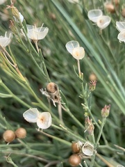 Menodora scabra