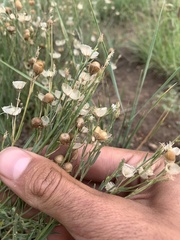 Menodora scabra