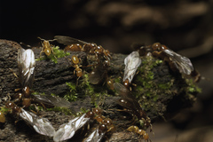Acanthomyops