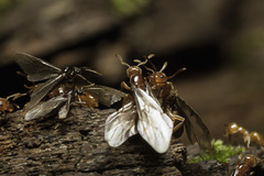 Acanthomyops