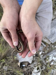 Coniophanes imperialis