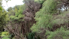 Leptospermum scoparium