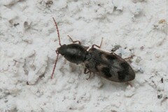 Pseudanostirus nebraskensis