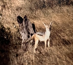 Lupulella mesomelas schmidti