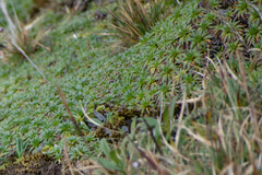 Plantago rigida