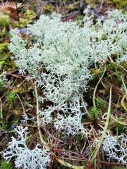 Cladonia arbuscula mitis