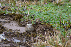 Cinclodes albidiventris