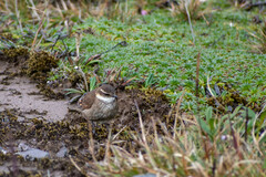 Cinclodes albidiventris