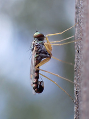 Dytomyia sordida