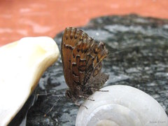 Callophrys niphon