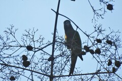 Eupsittula nana