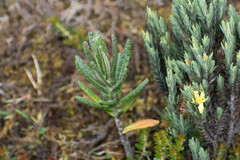 Linochilus rupestris