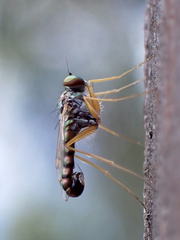 Dytomyia sordida