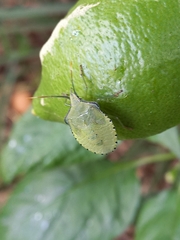 Biprorulus bibax