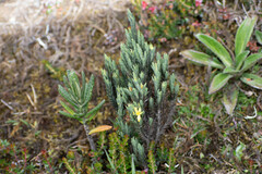 Hypericum lancioides