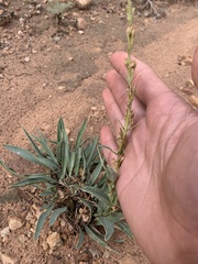 Penstemon angustifolius
