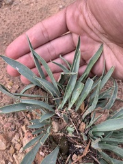 Penstemon angustifolius