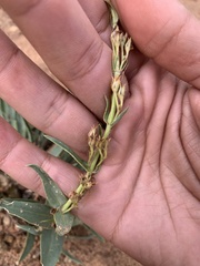 Penstemon angustifolius