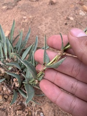 Penstemon angustifolius
