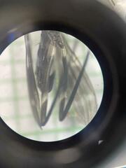 Salpingogaster