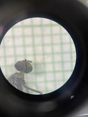 Salpingogaster