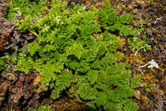 Niphogeton dissecta