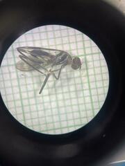 Salpingogaster