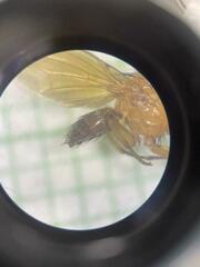 Ormia