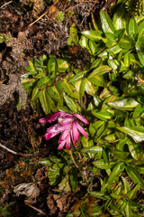 Hypochaeris sessiliflora